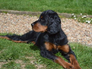 Poppy at 4 months