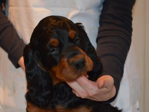 Roxy at 7 weeks