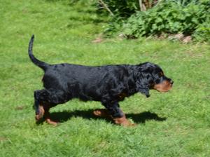 One of Poppy's puppies