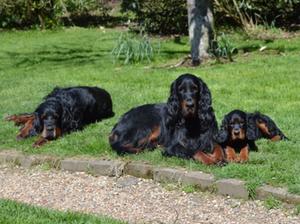 Lewis, Skye and a young Roxy
