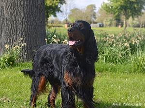 Roxy at 4 years