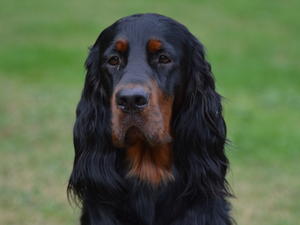 Roxy