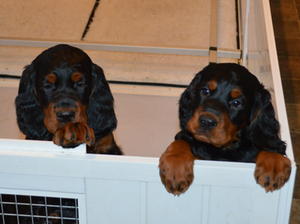 Typical Longrow puppies from Skye's last litter