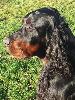Blue at 3 years