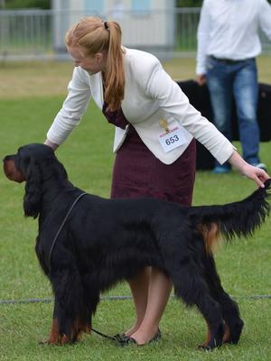 Ned Ch Kilnrae Back in Time - Sire