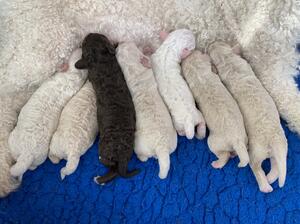 Puppies 2 days old