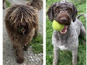 Ziggy with and without coat