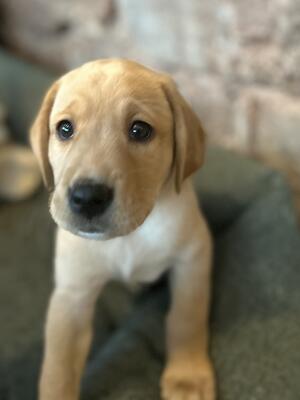 Yellow Bitch Puppy.