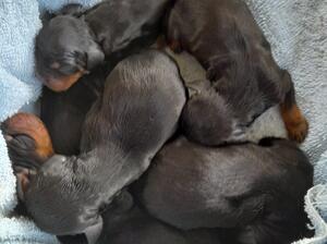 Kyla's pups