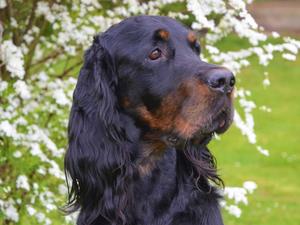 Baloo
