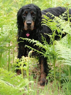 Kyla in fern