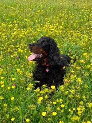Kyla and buttercups