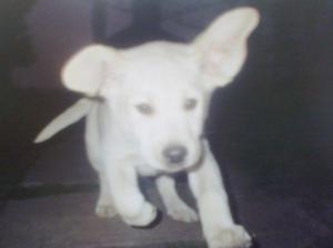 BEN 10 WKS OLD