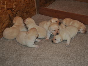 Gorgeous chunky yellow show Labradors.