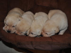 .THE BOYS 2WKS OLD