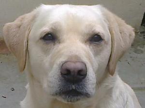 BEN HEAD SHOT 8YRS OLD