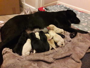 Bea with her babies.