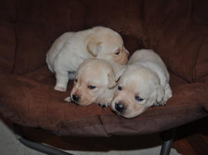 THE GIRLS 2WKS OLD