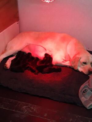 Lady's first litter, of 11 puppies .