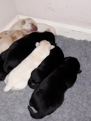 4 beautiful Black girls and 3 yellow boys 2yellow