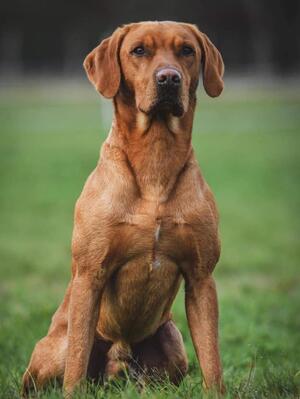 Bolebrokeold wrens Warren -sire