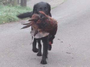 Tia at 2 1/2 carrying her first bird