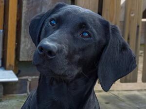 Darcy