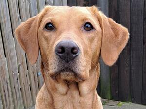 Molly