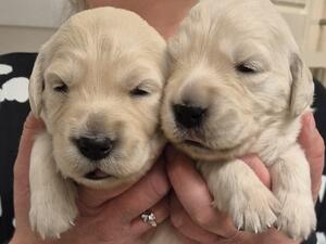 Two of the girls at two weeks old