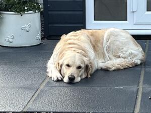 Daisy 4 years old