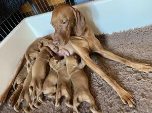Dam and puppies