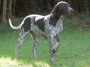 Blueskies Hound Tor