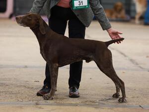 Sire - BIS at GSPA Champ Show 2023