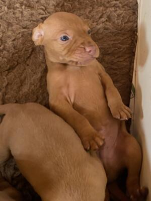 puppy
