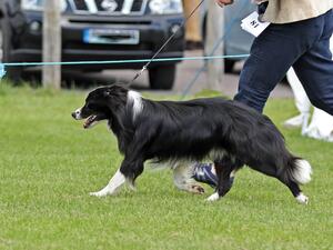 Miinkynips As If - Best Puppy in Show Crufts 2014