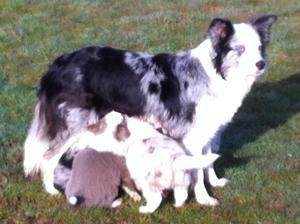 Oddsie with Her Puppies