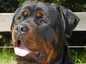 Shamrotts Busta Rymes