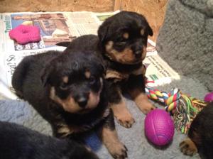 Brookes puppies 2013