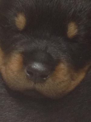 Dreamtor puppy