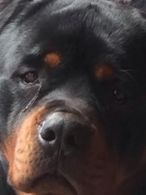 Roy Vom Calibrate Rott (IMP HUN)