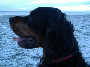 Angus at Rest Age 11 yrs 2 mths