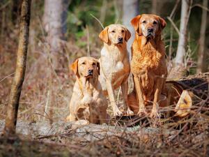 Proud father with two of his daughters