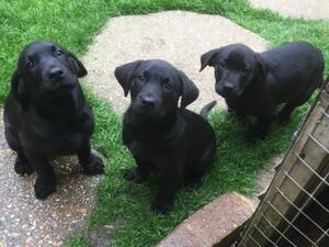 Pups