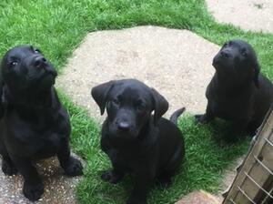 Pups