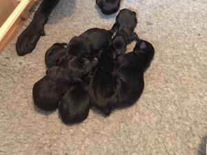 pups