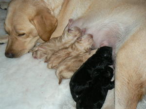 Maddie with her pups