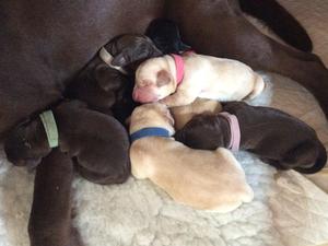 Nahla puppies