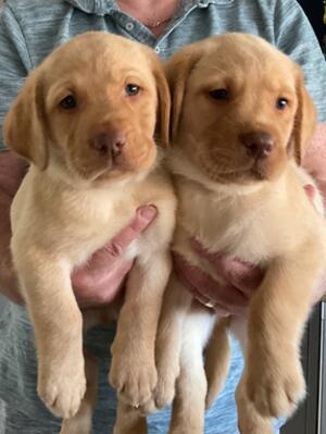 pups