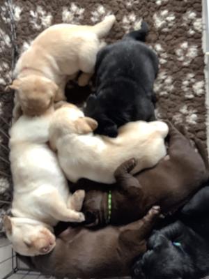 Pups