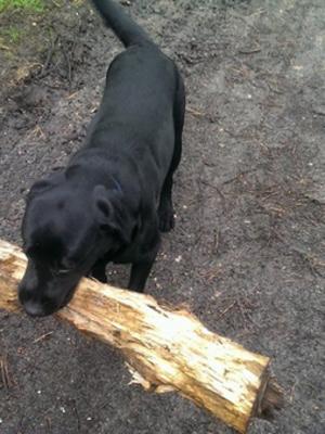 Max and his stick